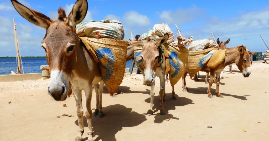 Kenyan coast